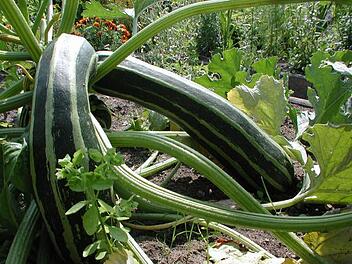 Symbolbild einer Zucchini (Foto: Thomas Neder)