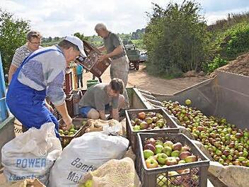Die Äpfel werden verladen. Foto: Andrea Spörlein