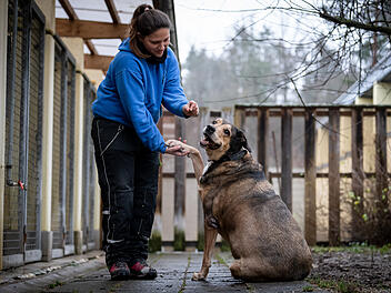 Tierheim Nürnberg: Hund Balou "hat seine Päckchen zu tragen" - aber niemand will ihn haben