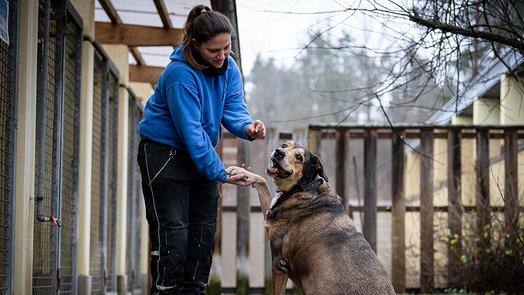 Tierheim Nürnberg: Hund Balou "hat seine Päckchen zu tragen" - aber niemand will ihn haben