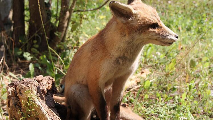 Ein präparierter Fuchs.
