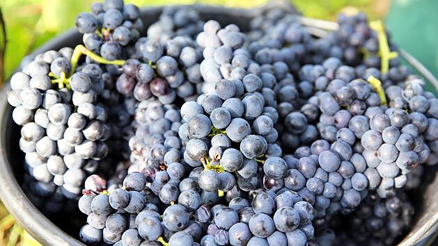 Symbolbild: Jan Woitas/ dpa