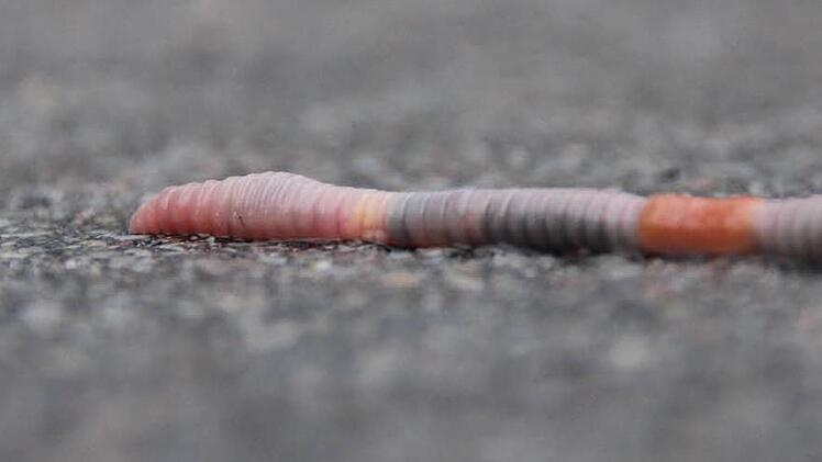 Dank der feuchten Witterung sind derzeit viele Regenwürmer unterwegs. Foto: Heike Beudert