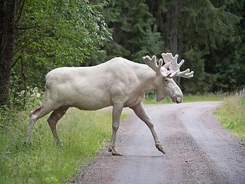 In Schweden ist so manches anders als bei uns. Ob besser oder schlechter, muss jeder für sich entscheiden. Symbolfoto: Archiv