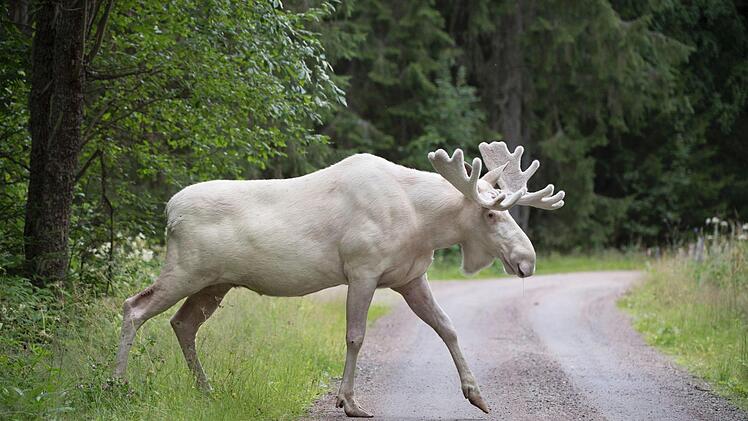 In Schweden ist so manches anders als bei uns. Ob besser oder schlechter, muss jeder für sich entscheiden. Symbolfoto: Archiv