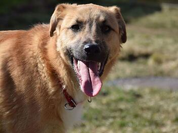 Tierheim Nürnberg: Junger Hund Lino "hat kein Vertrauen zu Menschen" - "noch nichts gelernt"