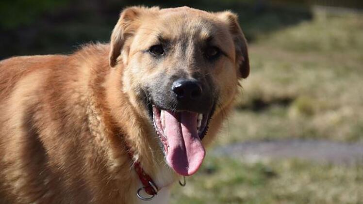 Tierheim Nürnberg: Junger Hund Lino "hat kein Vertrauen zu Menschen" - "noch nichts gelernt"