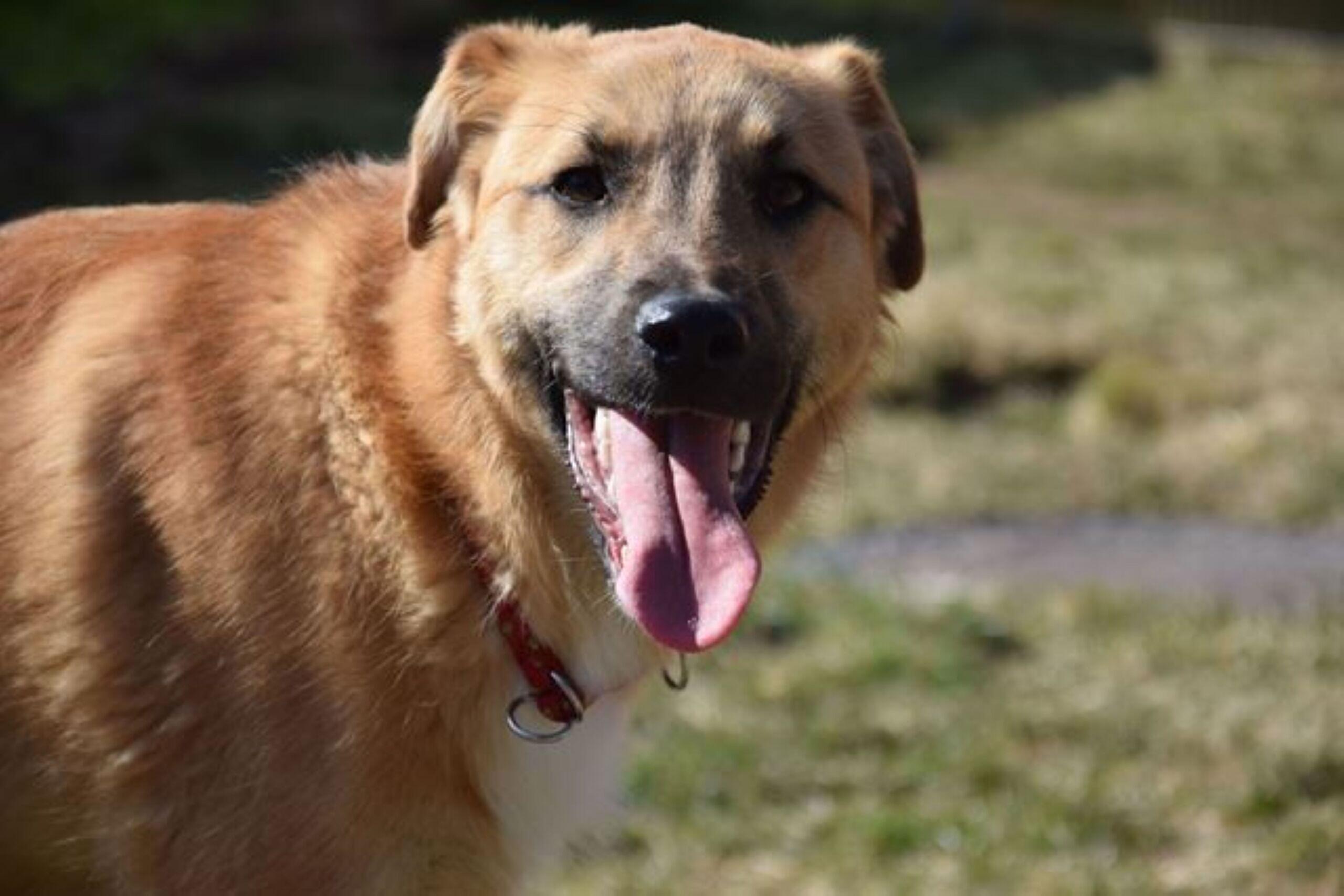 Tierheim Nürnberg "Schüchterner" Lino braucht viel Liebe wer schenkt dem jungen Hund