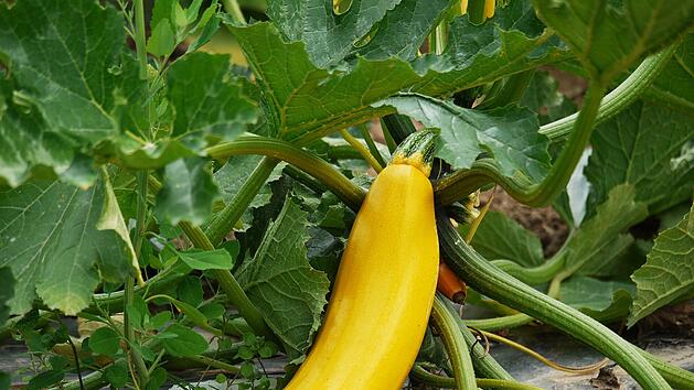Zucchini z&uuml;chten: Tipps und Tricks f&uuml;r den Anbau im eigenen Garten