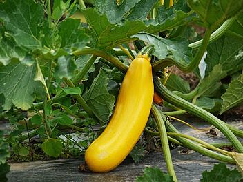 Zucchini züchten: Tipps und Tricks für den Anbau im eigenen Garten