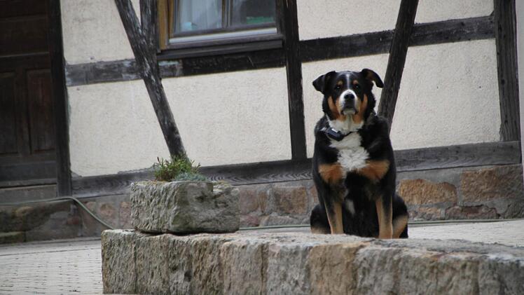 Hunde gibt's... und wer länger sucht, findet auch Menschen. ; )