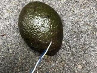 Aufregung am Gem&uuml;seregal in einem Discounter in M&uuml;nchen. Eine Kundin entdeckt eine verd&auml;chtige Avocado. Foto: Polizei M&uuml;nchen