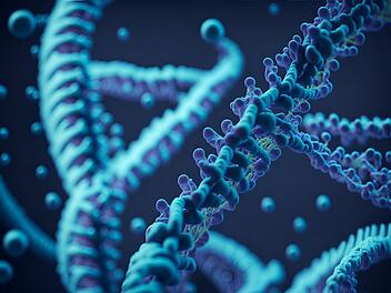 Die DNA trägt die Erbinformationen, die an die Nachkommen weitervererbt werden.