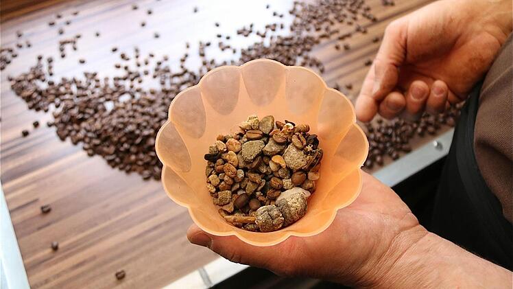 Mühsam von Hand werden schlechte Bohnen und Steine aussortiert. Foto: Gerd Schaar