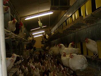 1800 Elterntiere leben auf dem Hof von Peter Schubert. Fotos: Malbrich