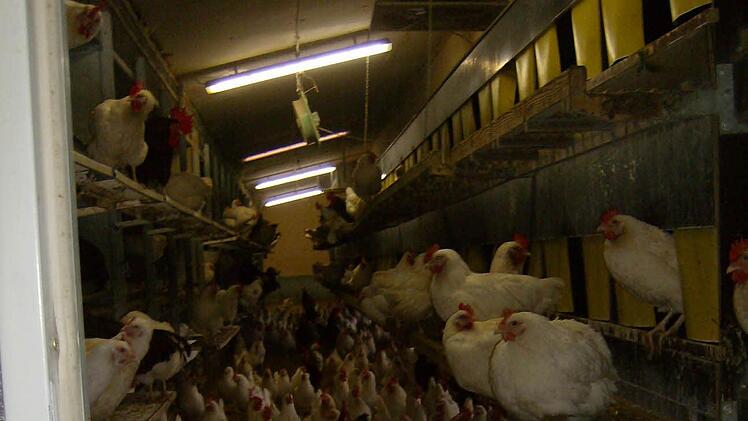 1800 Elterntiere leben auf dem Hof von Peter Schubert. Fotos: Malbrich