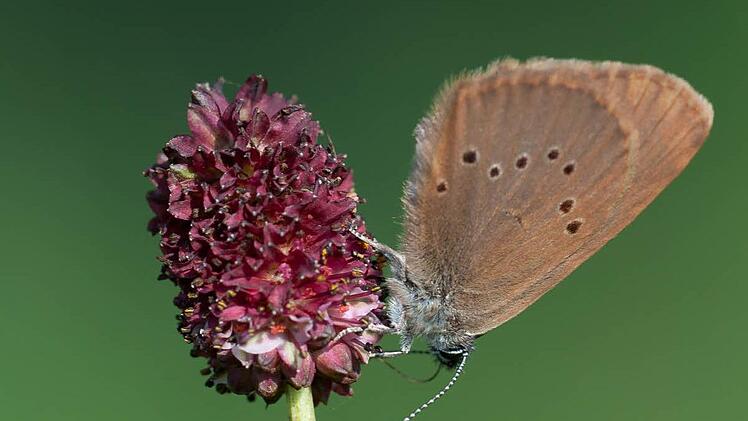 Dieser Schnappschuss gelang Ingo Queck vom Bund Naturschutz im Staatsbad. Foto: Ingo Queck