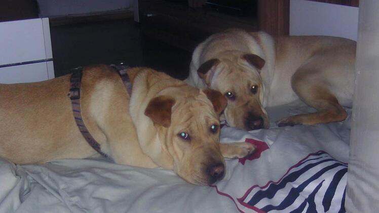 Sammy und Lucky (Patrick Schedel)