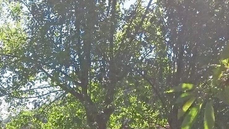 So sah der Garten im Sommer aus - ein Idyll. Foto: privat