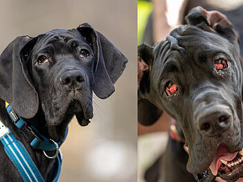 Tierhilfe Franken bittet um Unterstützung für Hündin Naomi - "nur noch Haut und Knochen" Tierhilfe Franken bittet um Unterstützung für Hündin Naomi - "nur noch Haut und Knochen"