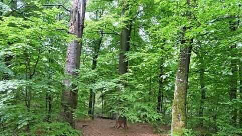 Der Hohe Buchene Wald - ein wunderschönes Stück Waldnatur steht seit kurzem unter Schutz. Doch die Sicherheit ist brüchig.