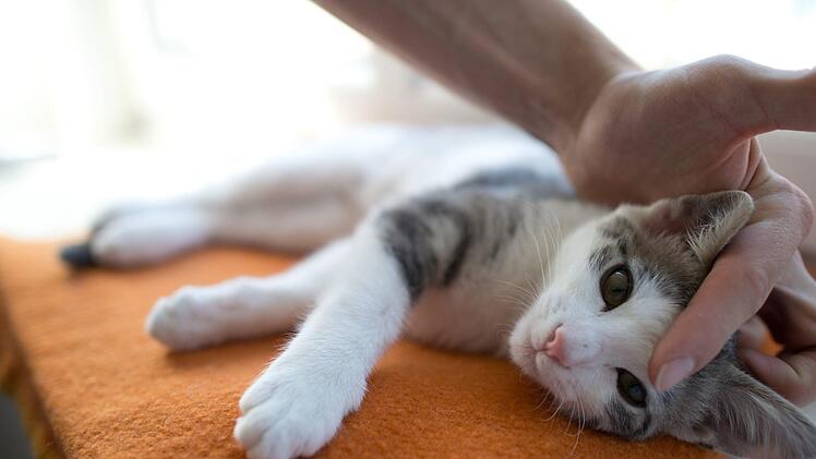 Eine Katze ist am Wochenende in Unterfranken angeschossen worden. Das Projektil steckte im K&ouml;rper des Tieres fest. Symbolbild: Jochen L&uuml;bke/dpa