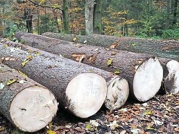 Um den Wald fit für die Zukunft zu machen, wurde nun ein Förderprogramm aufgelegt. Foto: Archiv/privat