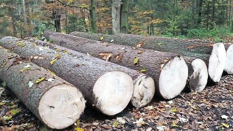Um den Wald fit für die Zukunft zu machen, wurde nun ein Förderprogramm aufgelegt. Foto: Archiv/privat
