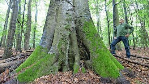 Den hohen Rang der Buchenwälder im Steigerwald hat auch die neue Studie des Freistaats bestätigt.  Foto: Ronald Rinklef