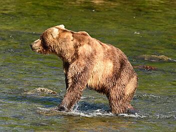 &laquo;Fat Bear&raquo;-Wahl in Alaska