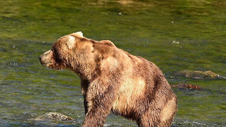 &laquo;Fat Bear&raquo;-Wahl in Alaska