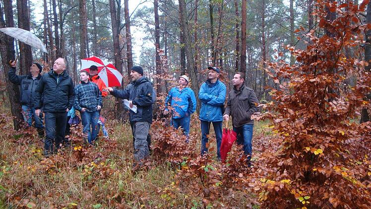 In Zukunft werden im Stadtwald etwa 70 Prozent Laubb&auml;ume und 30 Prozent Nadelb&auml;ume wachsen. Der Unterbau mit Laubb&auml;umen und die Entfernung eines Gro&szlig;teils Nadelb&auml;ume sollen es m&ouml;glich machen.