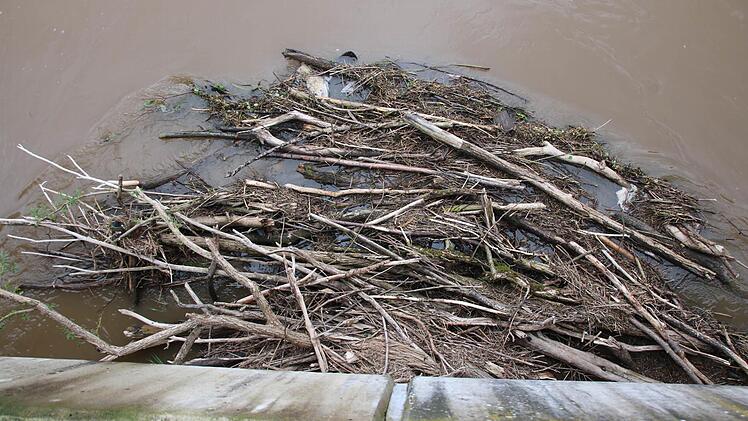 Braune Trübung und angeschwemmtes Holz: Gestern an der Ludwigsbrücke. Foto: Ralf Ruppert