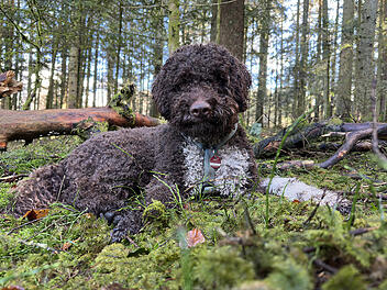 Hund findet seltene Tr&uuml;ffelart in Nationalpark