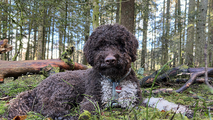 Hund findet seltene Trüffelart in Nationalpark