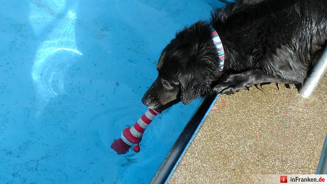 Hundebadetag im Freibad Eltmann