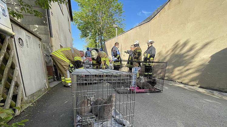 Zimmerbrand in Wohnhaus: Mehrere Katzen verendet