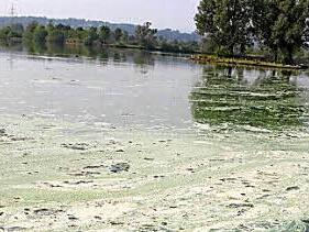 So sah die Kieswäsch im Sommer 2014 aus. Ein Algenteppich hatte den See eingenommen. Foto: Archiv/Sonja Adam