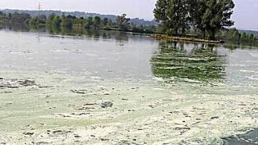 So sah die Kieswäsch im Sommer 2014 aus. Ein Algenteppich hatte den See eingenommen. Foto: Archiv/Sonja Adam