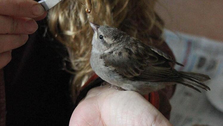 Der Spatz wird gefüttert.  Foto: Friedwald Schedel