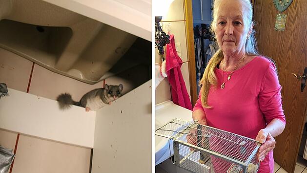 Siebenschl&auml;fer im Badezimmerschrank