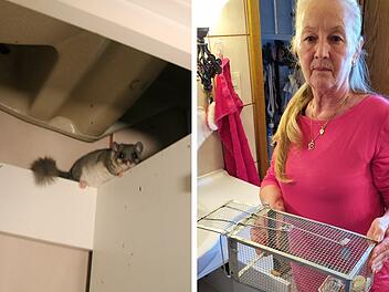 Siebenschläfer im Badezimmerschrank