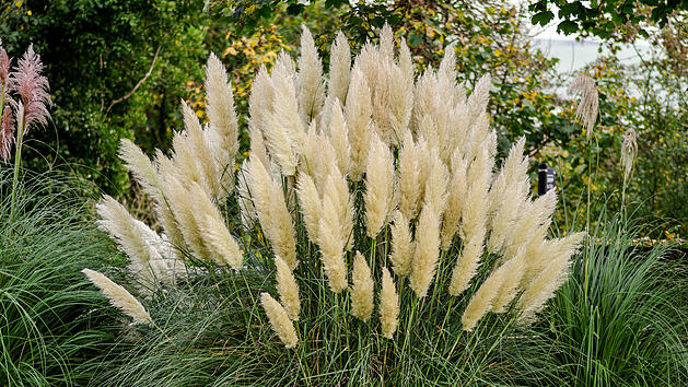 Pampasgras im eigenen Garten: Darauf solltest du achten
