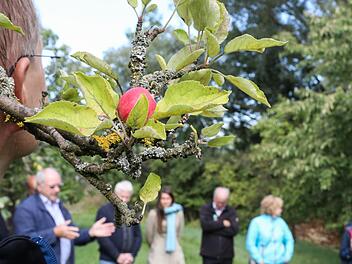 Auf der Obstwiese von Gregor Greif in Gaiganz wurde über ein Vorzeige-Projekt des Landschaftspflegeverbands Forchheim diskutiert. Foto: Barbara Herbst