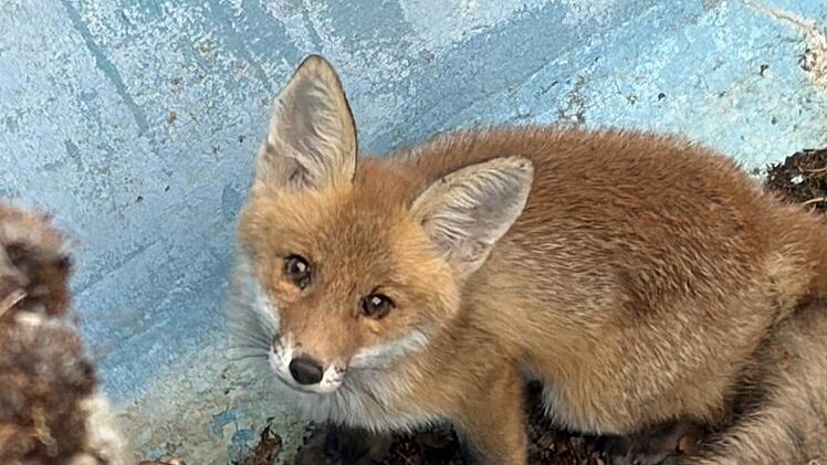 Tierrettung in W&uuml;rzburg: Feuerwehr rettet Fuchs aus Pool