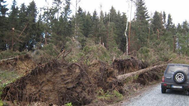 In diesem Waldstück bei Rohrersreuth richtete Kyrill vor zehn Jahren riesige Schäden an. Foto: BR-Archiv