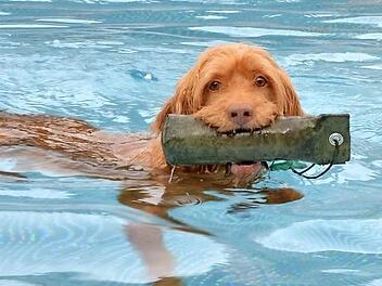 Hündin Greta planscht beim Hundeschwimmen 2015 im Nichtschwimmerbecken. Foto: CT-Archiv/Rainer Lutz