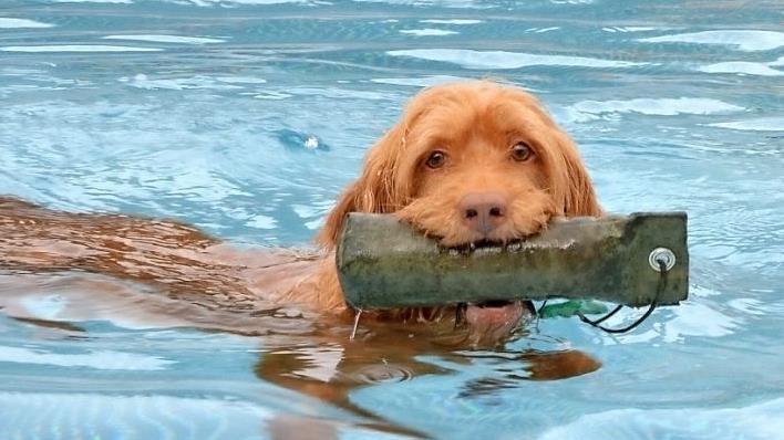 Hündin Greta planscht beim Hundeschwimmen 2015 im Nichtschwimmerbecken. Foto: CT-Archiv/Rainer Lutz