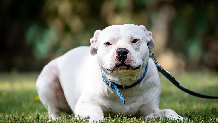 Tierheim Nürnberg: Deshalb lohnt es sich, einem Tierheim-Hund eine Chance zu geben