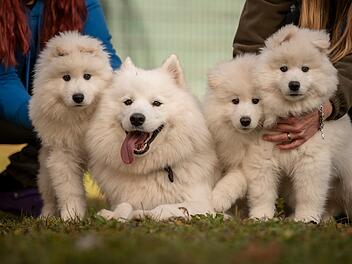 Tierheim Nürnberg: Niedliche "Eisbären" suchen neues Zuhause